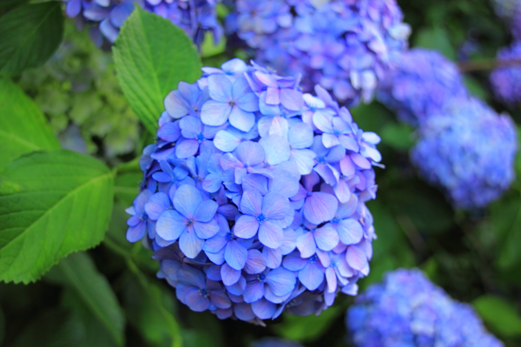 紫陽花