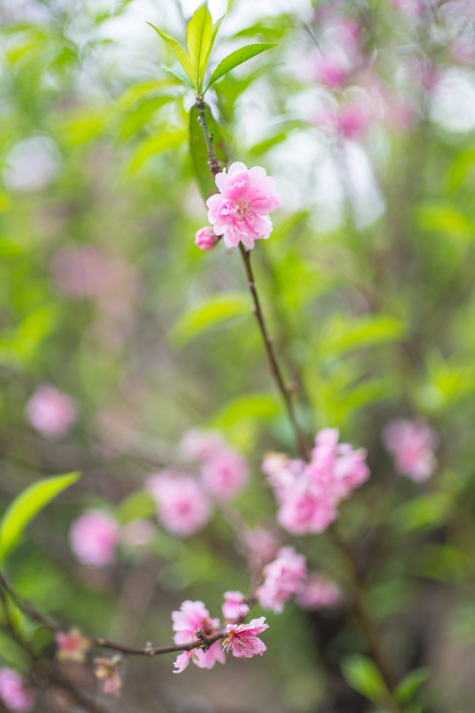 杏の花　4