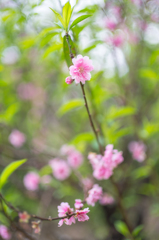 杏の花　4