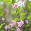 杏の花　4