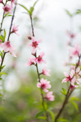 杏の花　3