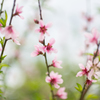 杏の花　3