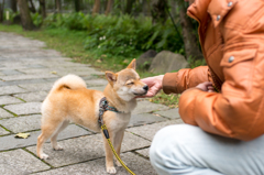 ふれあいの幸せ