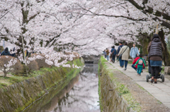 桜のトンネル
