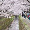 桜のトンネル