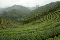 お茶畑（台湾　坪林）