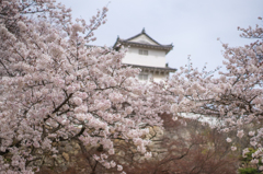 桜と侍