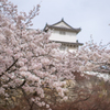 桜と侍