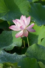 蓮華