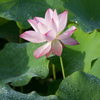 蓮華