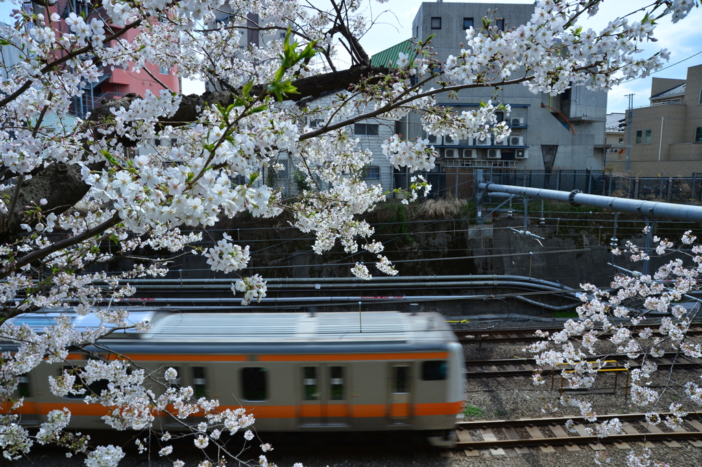 何回目の花見だろううか？