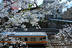 何回目の花見だろううか？