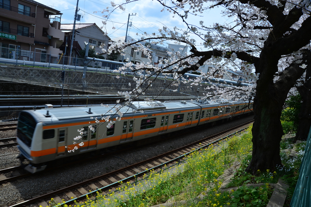 お花見日和