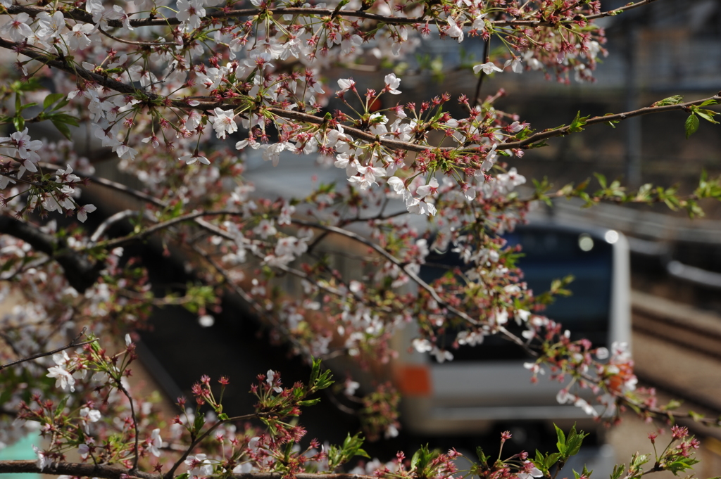 桜街道を行く