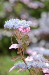 紫陽花