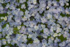 紫陽花