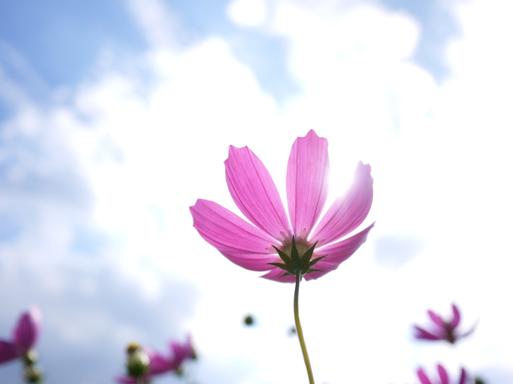 コスモス ～ 備中国分寺