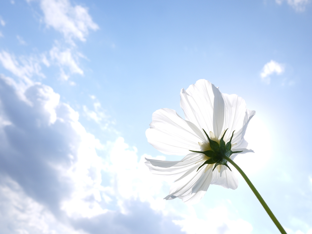 コスモス ～ 玉島E地区