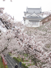 津山さくらまつり