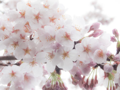 桜ふわり