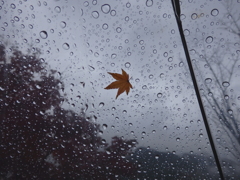秋時雨