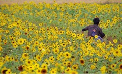 冬のひまわり畑