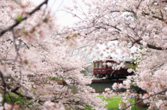 阪急電車と桜