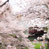 阪急電車と桜