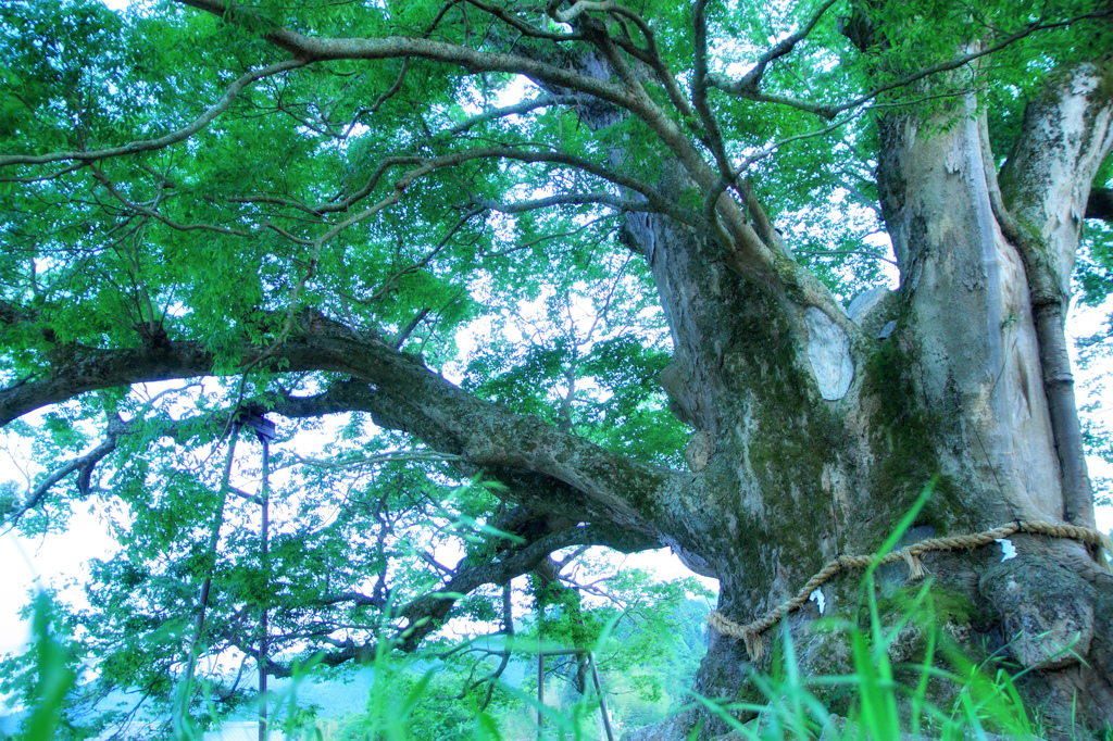 野間の大けやき