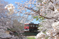 阪急電車と桜