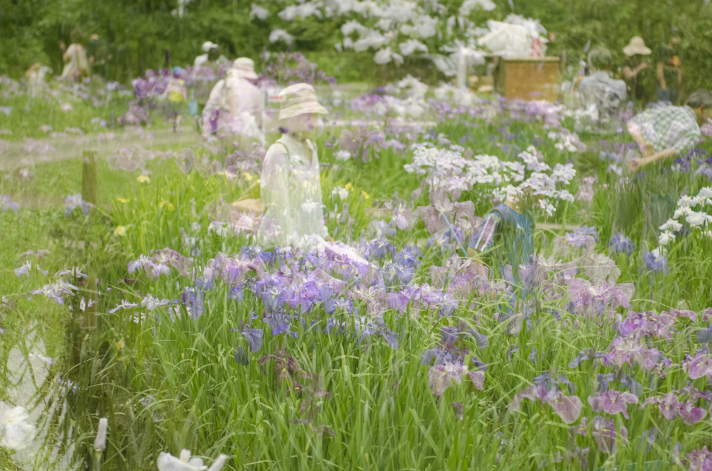 花の記憶