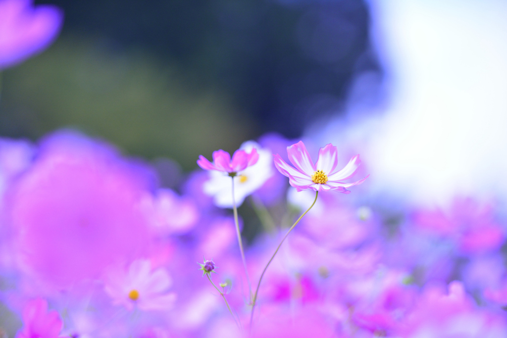 混血