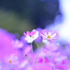 混血