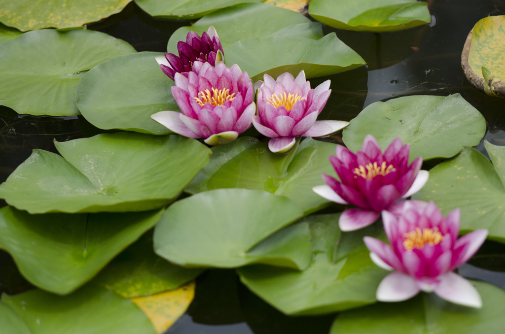 水面に現れる花園