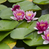 水面に現れる花園