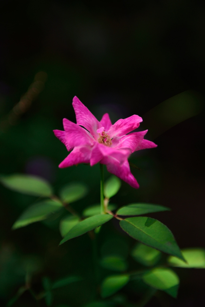 一輪の花