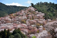吉野中千本から