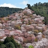 吉野中千本から