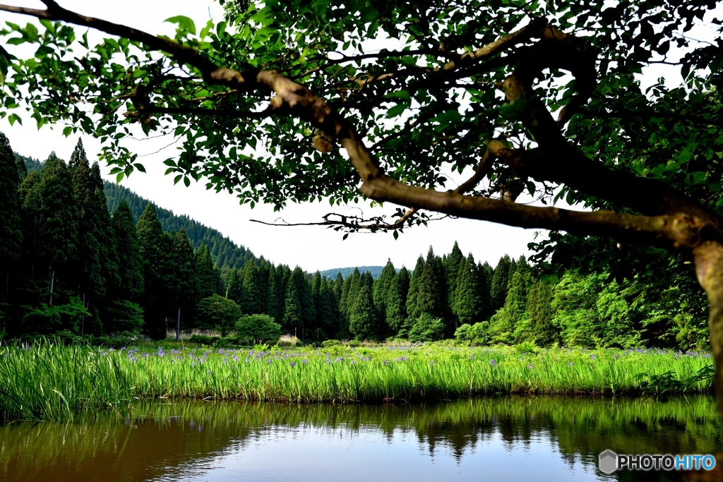 平池