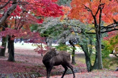 奈良公園を散策.2