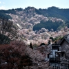 吉野山散策