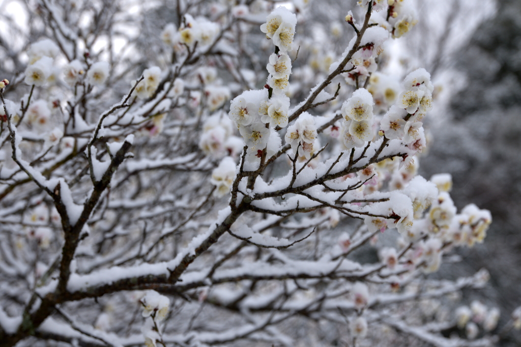 雪化粧