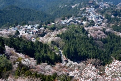 吉野の千本桜