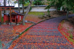 晩秋の奈良公園.4
