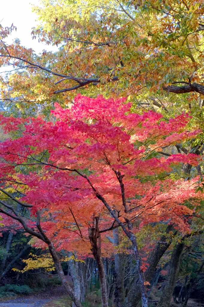 鮮やか