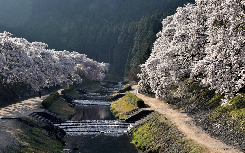 早朝の散歩