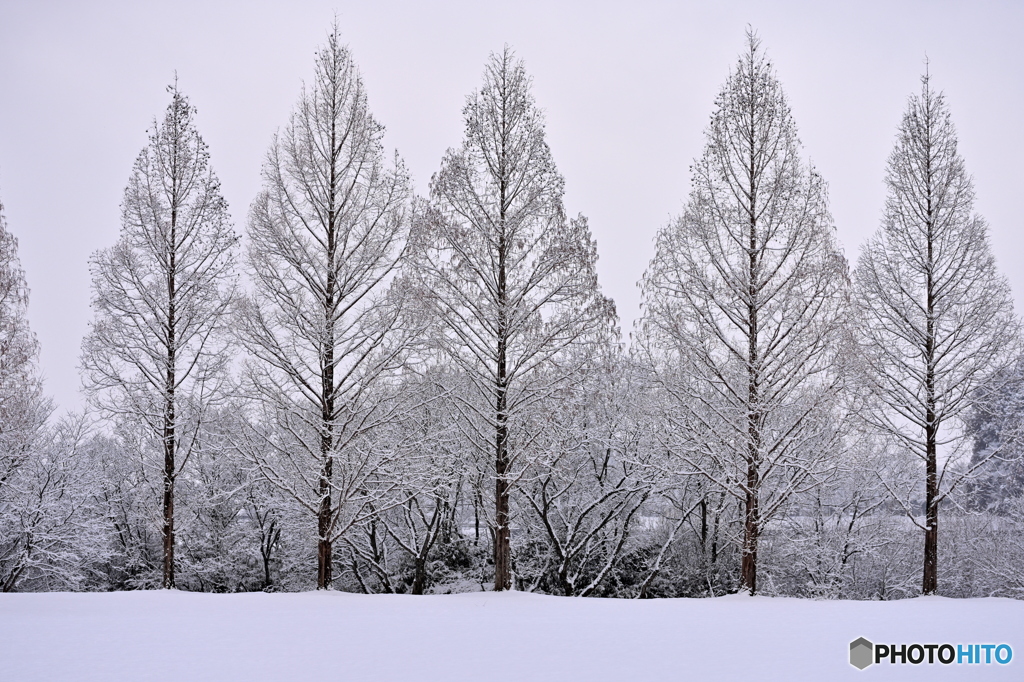 雪化粧