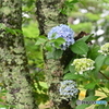 紫陽花