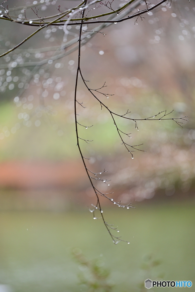 今日は雨