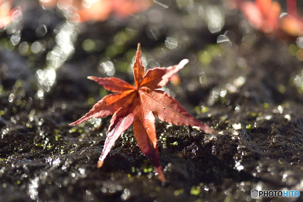 紅葉